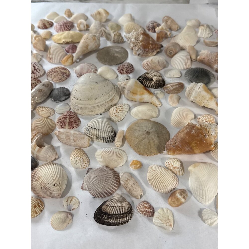 Assorted Natural Sea Shell Collection For - Over 100 Pieces Over 2.5 Lbs - Picture 3 of 5